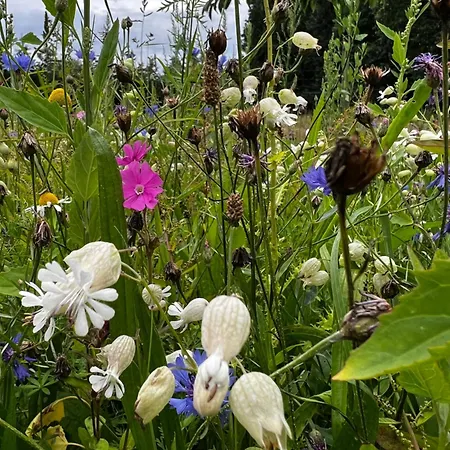 - Western Horse Academy